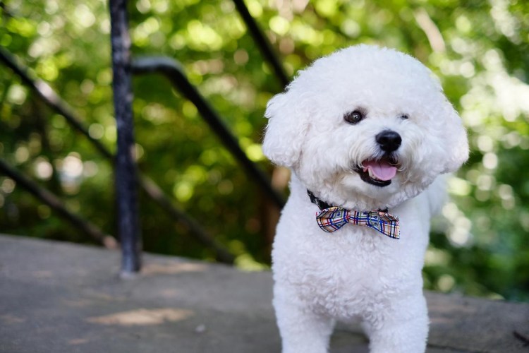 Бишон фризе