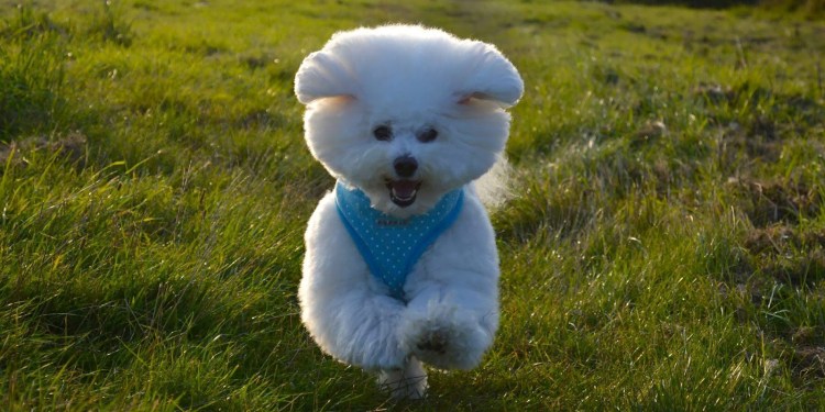 Болонка Бишон фризе