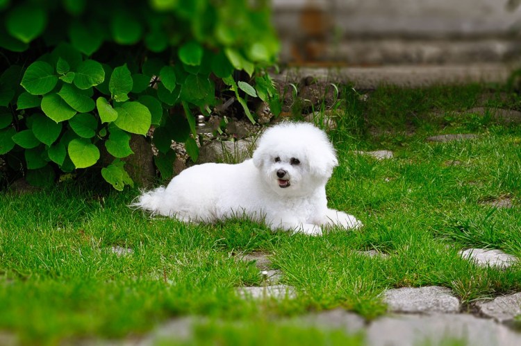 Французская болонка Бишон фризе