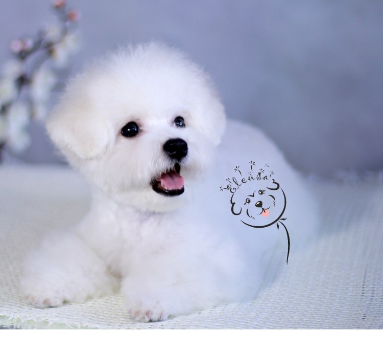 Бишон фризе мальтипу