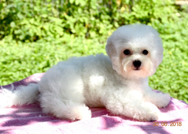 Бишон фризе