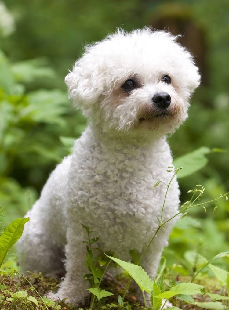 Милые щенки Бишон фризе