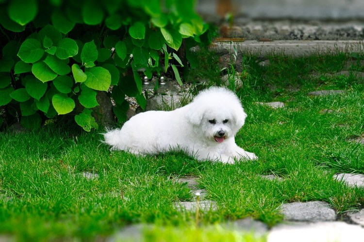 Бишон фризе