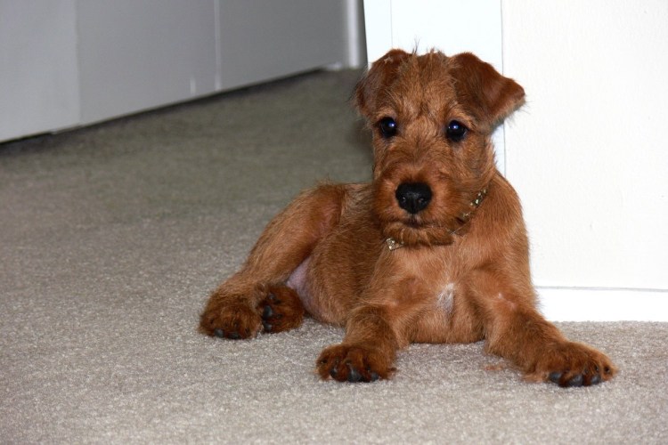 Ирландский терьер гладкошерстный