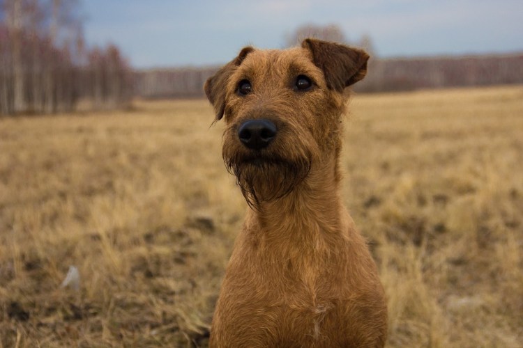 Ирландский терьер нестриженный