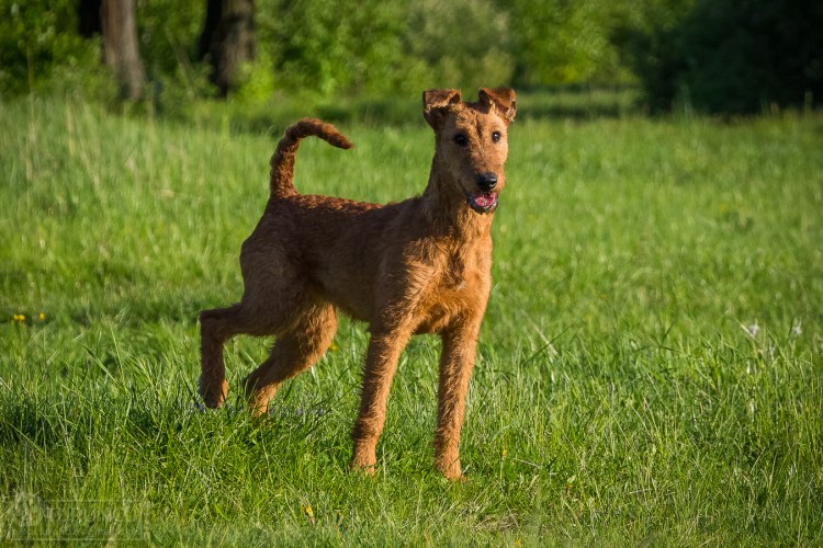 Собака ирландский терьер