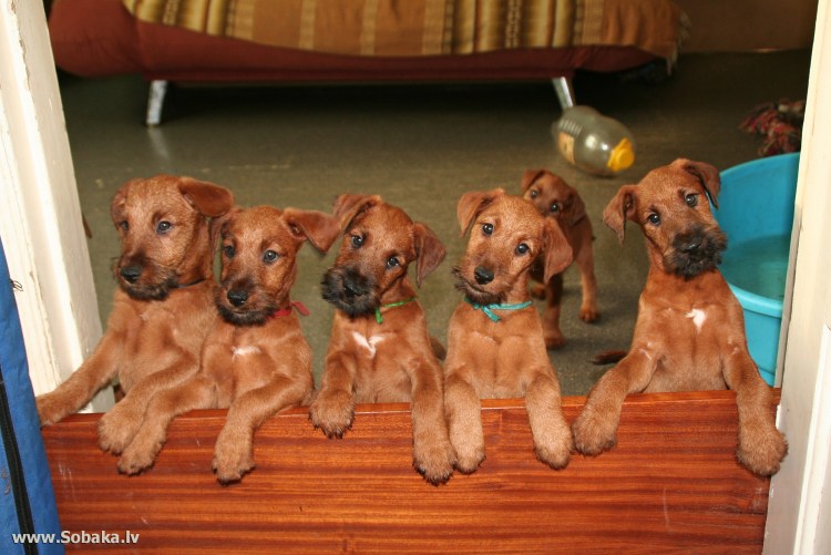 Ретривер черный длинношерстный