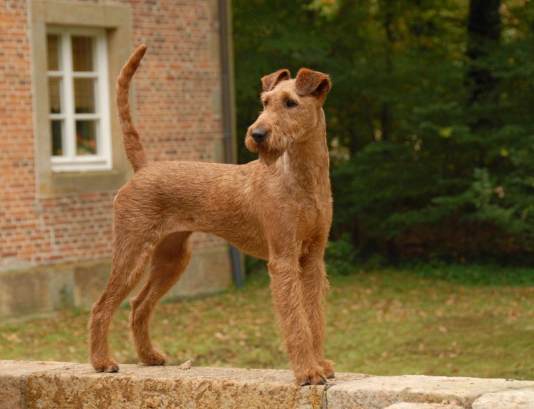 Ирландский терьер нестриженый