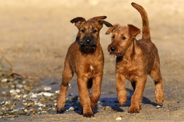 Ирландский терьер
