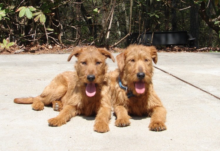 Ирландский терьер черный