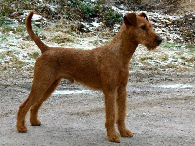 Ирландский терьер рост