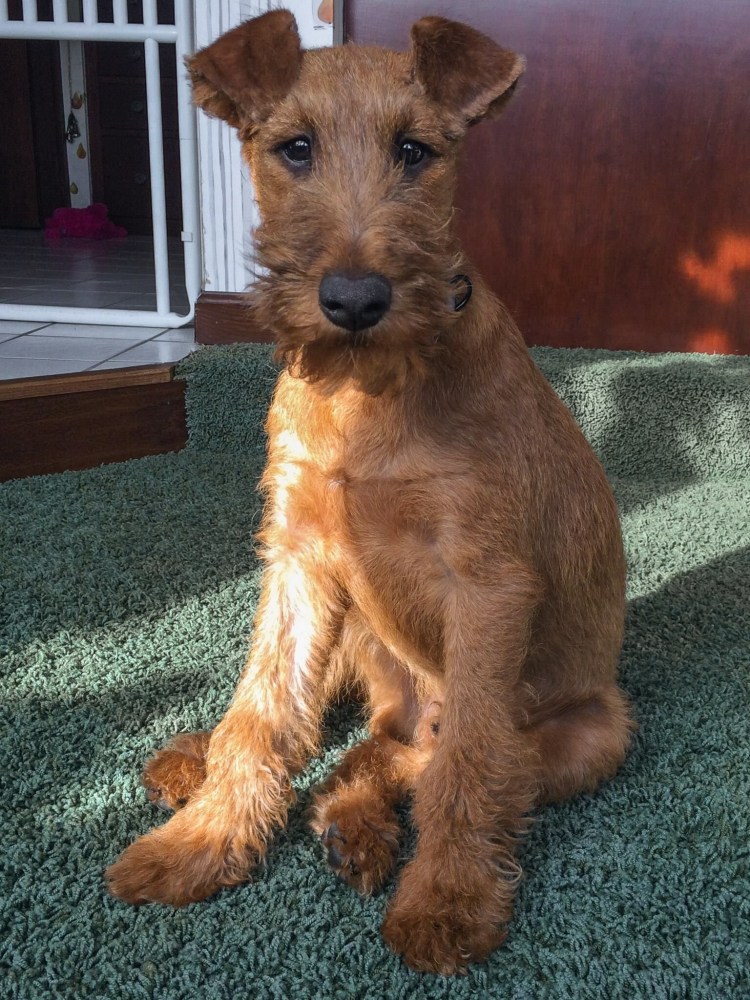 Ирландский жесткошерстный терьер