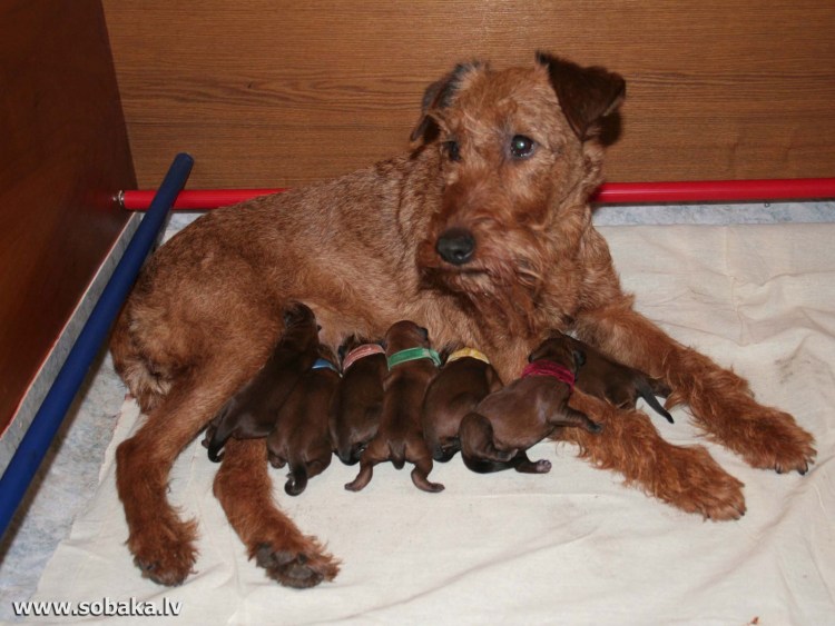Ирландский терьер гладкошерстный