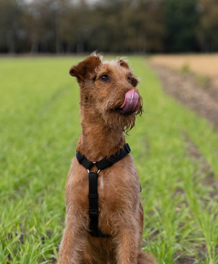 Рокстар терьер