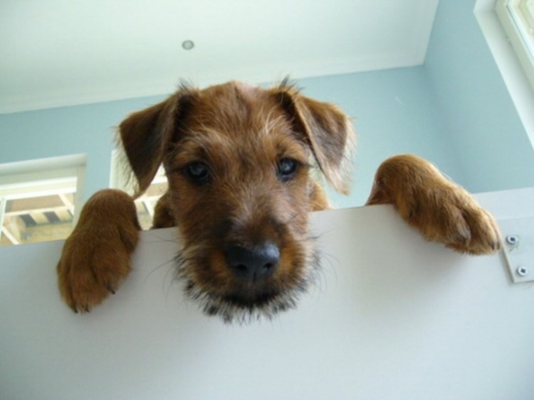 Ирландский терьер