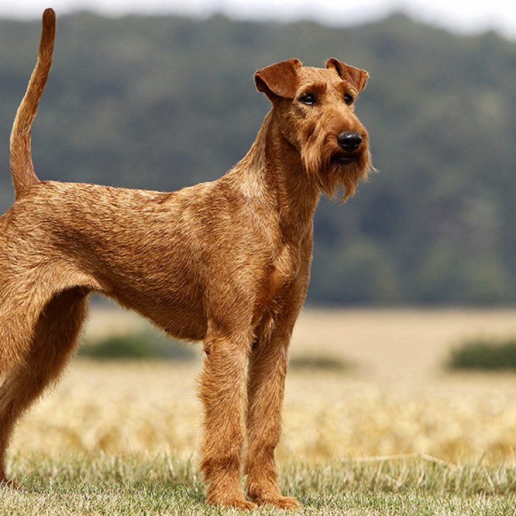 Порода собак ирландский терьер