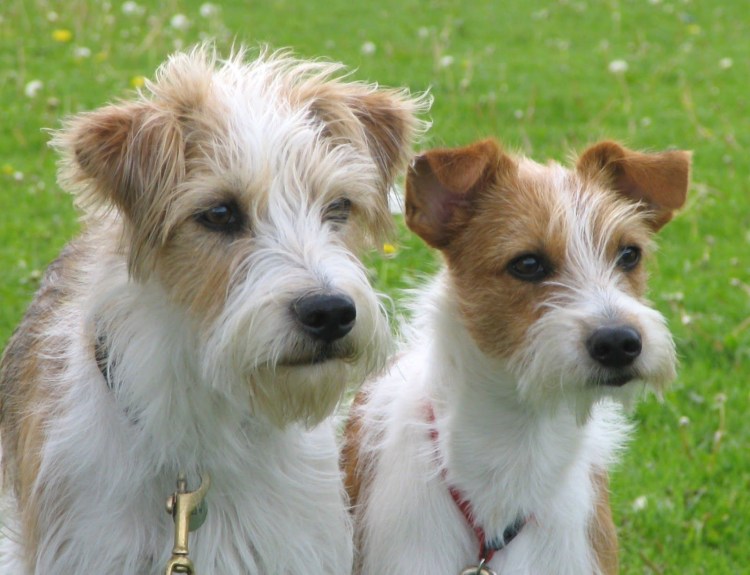 Кромфорлендер жесткошерстный