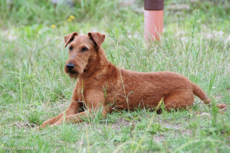 Собака ирландский терьер