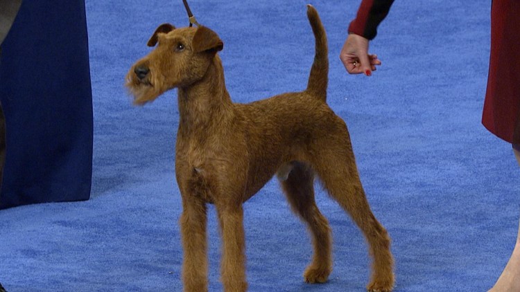 Ирландский терьер щенок