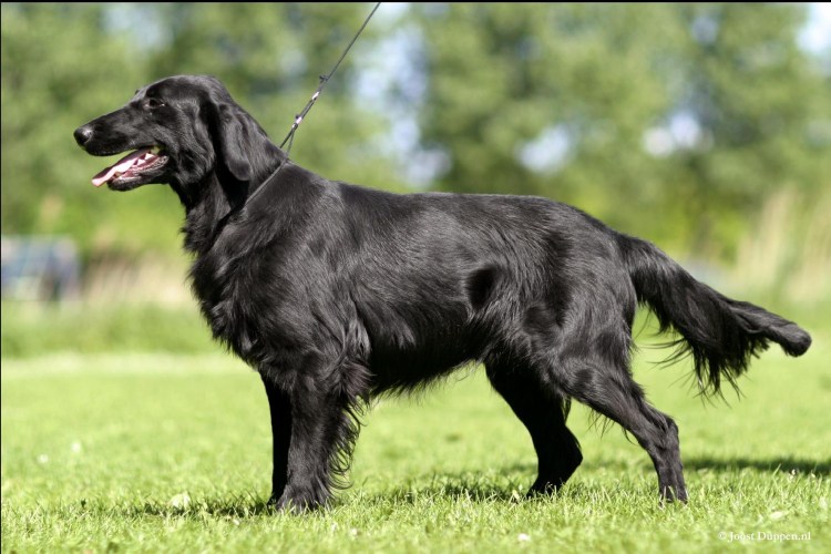 Ирландский терьер нестриженный