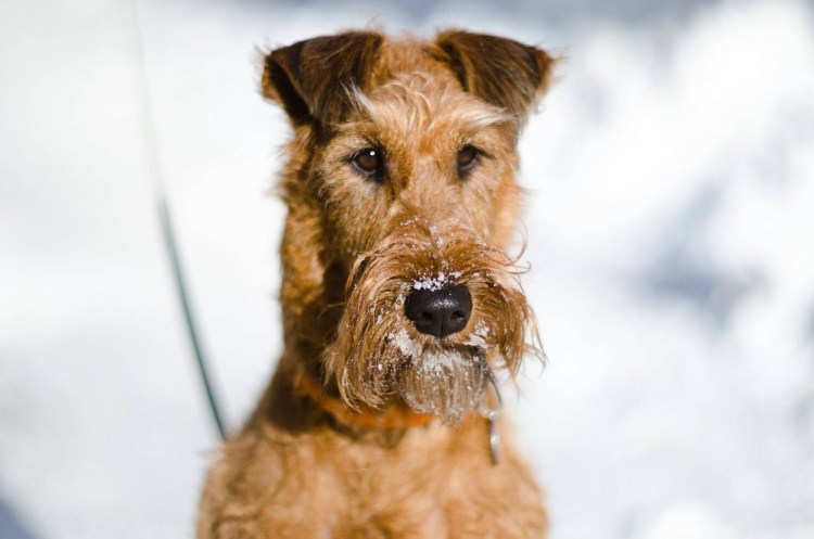 Ирландский терьер Мэримак