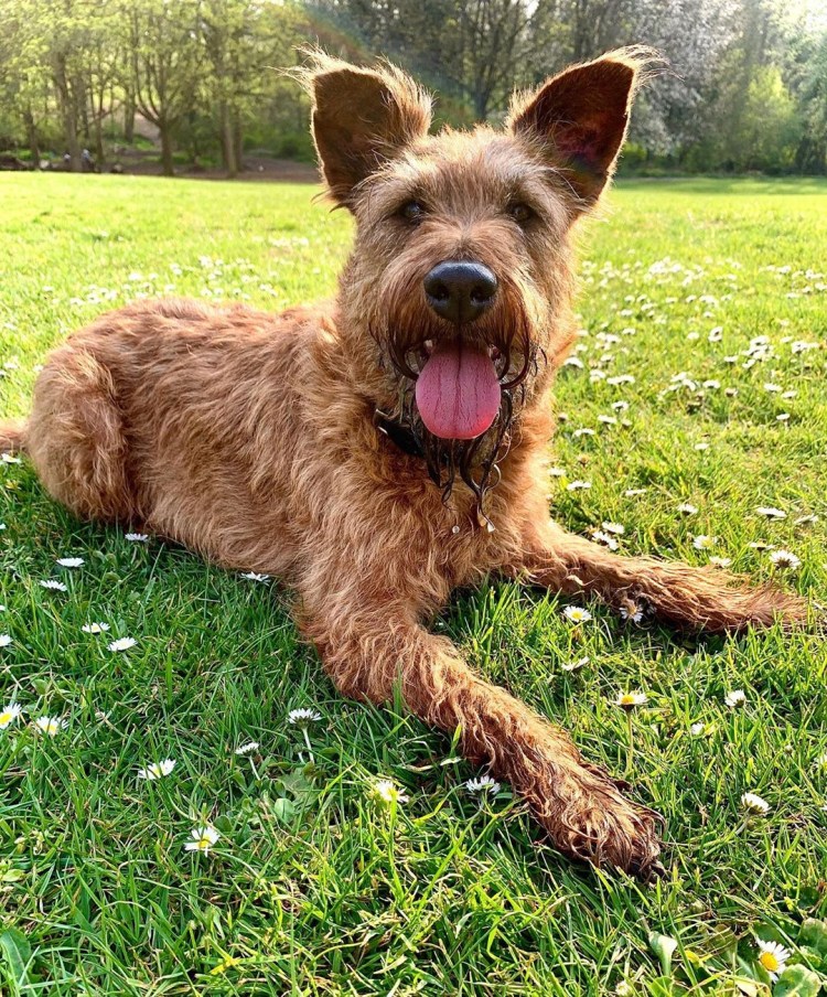 Ирландский терьер Лапкинс