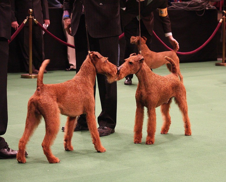 Тримминг ирландского терьера