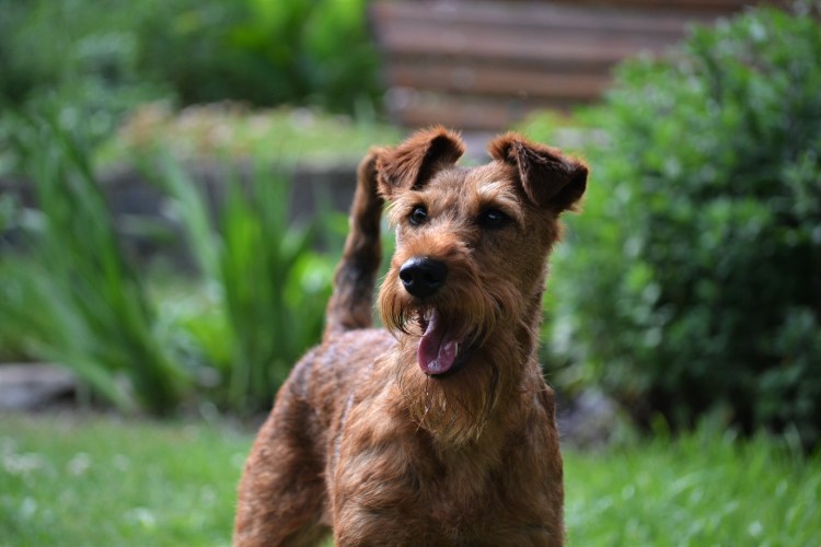 Ирландский терьер Лайт