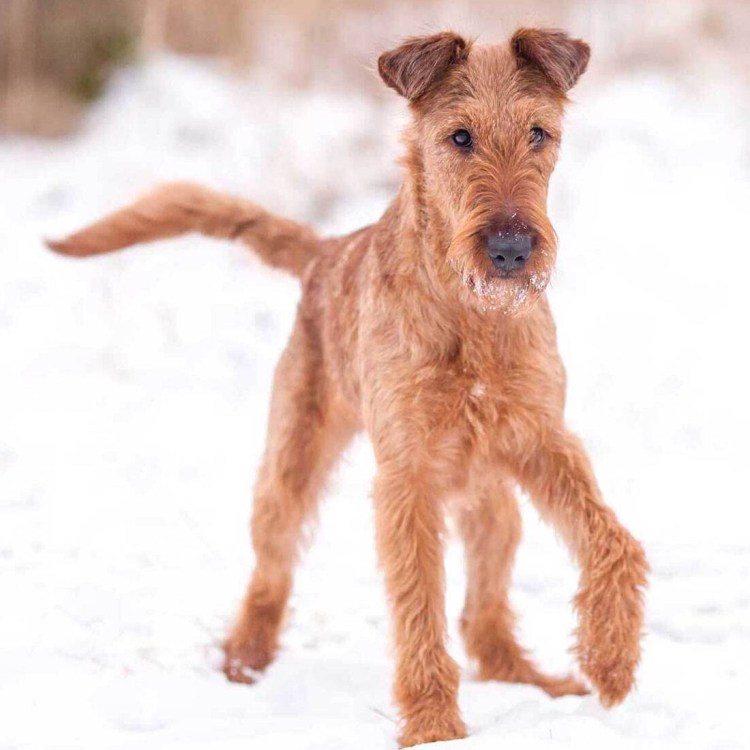 Ирландский терьер нестриженный