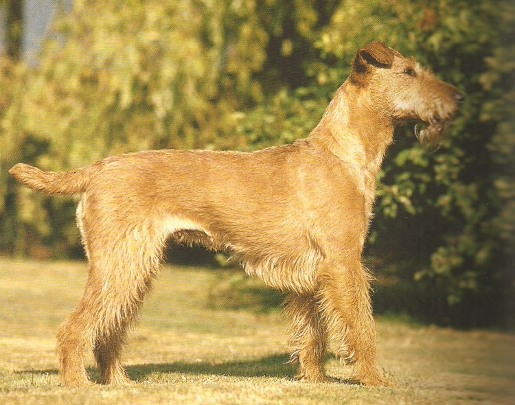 Ирландский терьер Мэримак