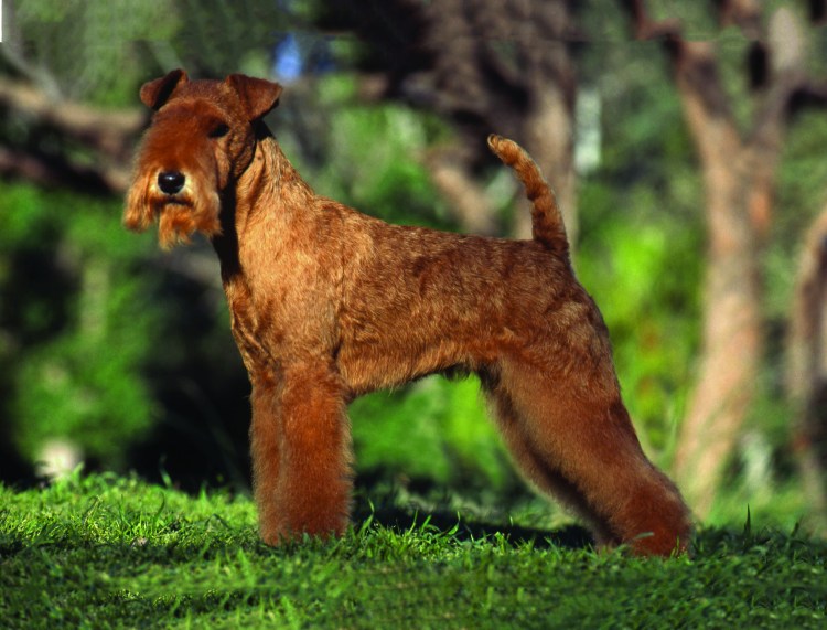 Ирландский жесткошерстный терьер