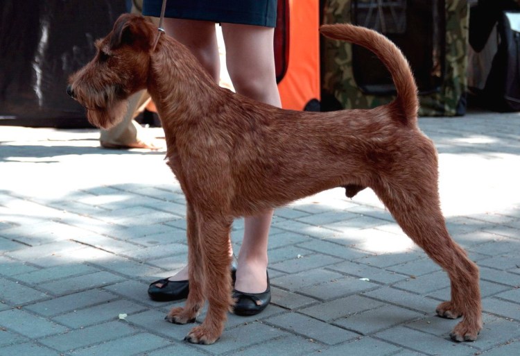 Коричневый Лейкленд