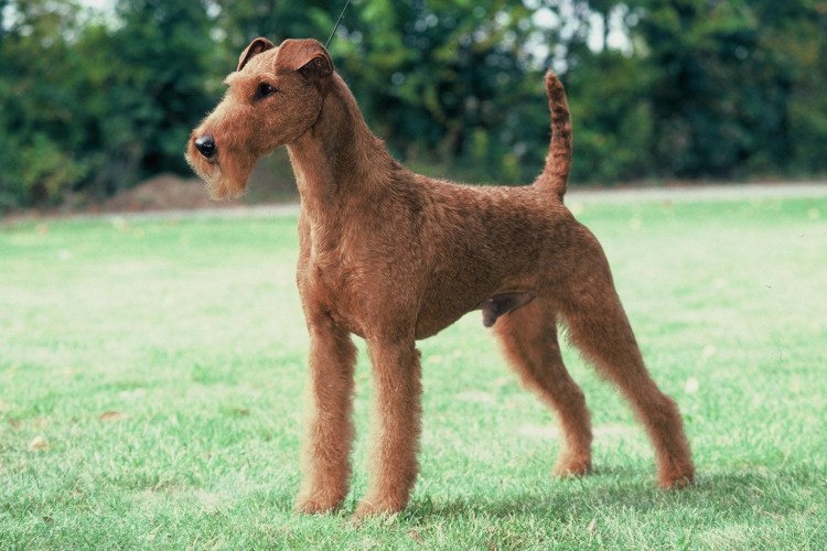 Собака ирландский терьер