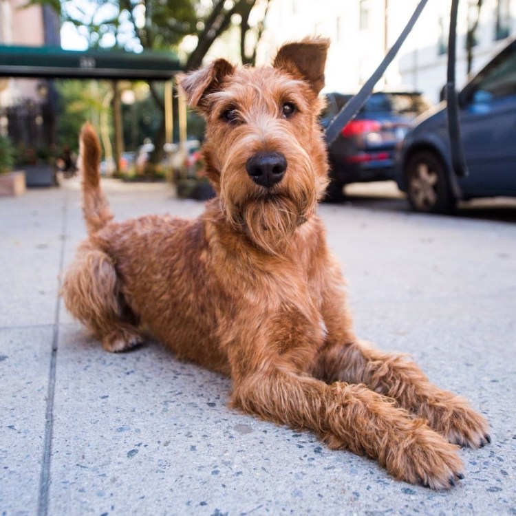 Ирландский жесткошерстный терьер