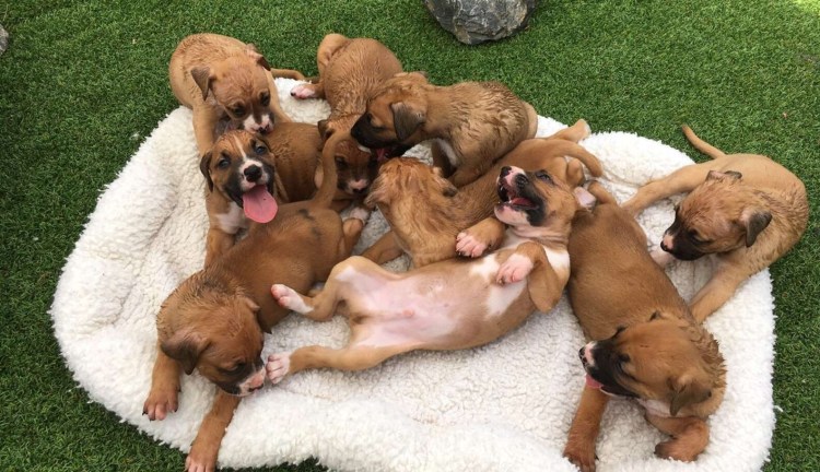 Толпа собак