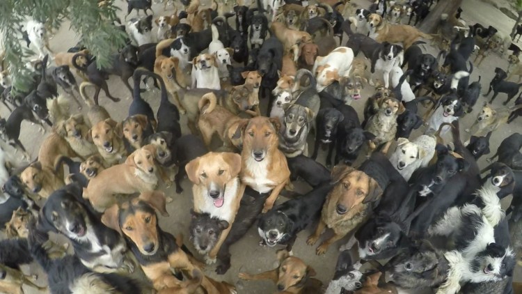 Собаки в ряд