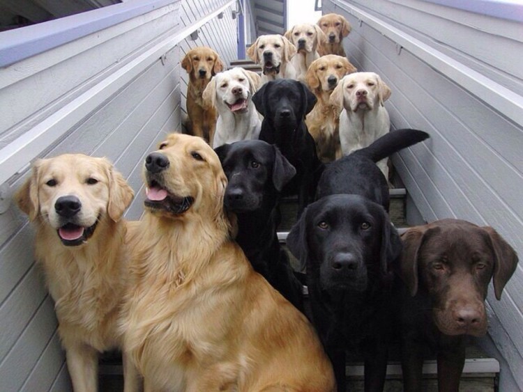 Много щенков