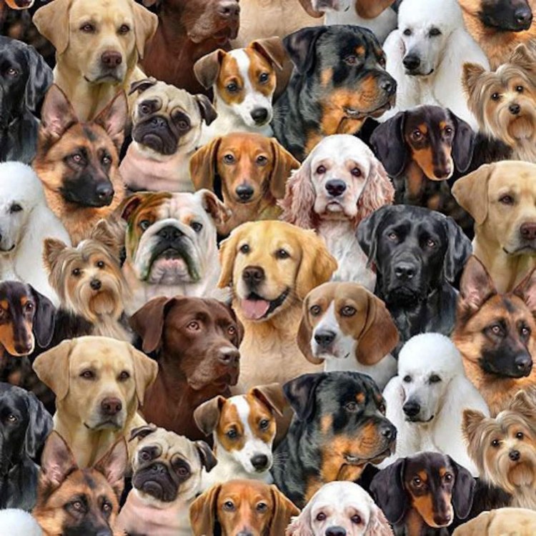 Собаки коллаж