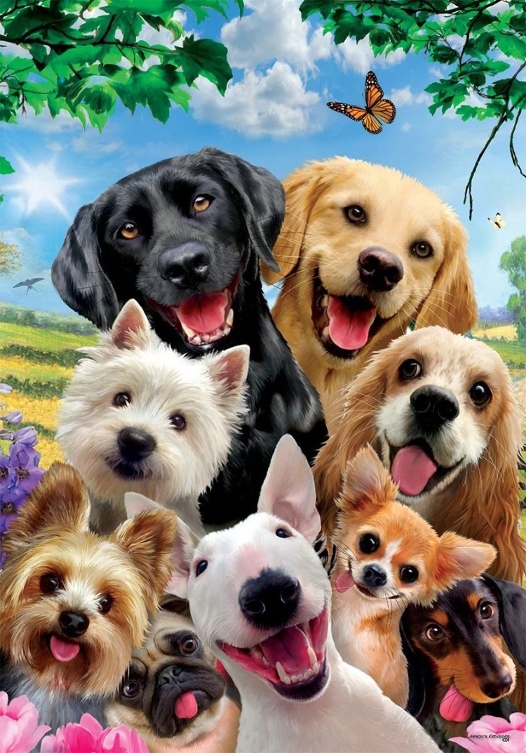 Собаки сидят в ряд