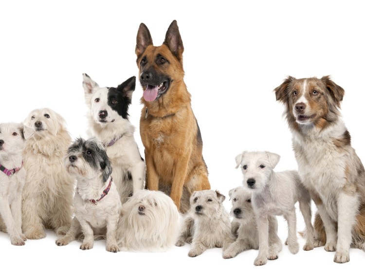 Коллаж собаки разных пород