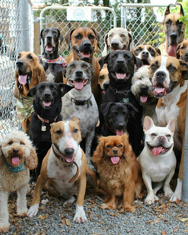 Много собачек