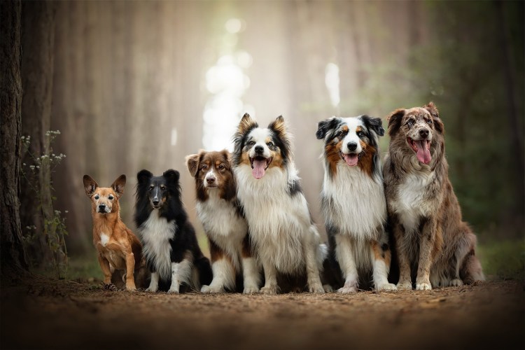 Много собак разных пород