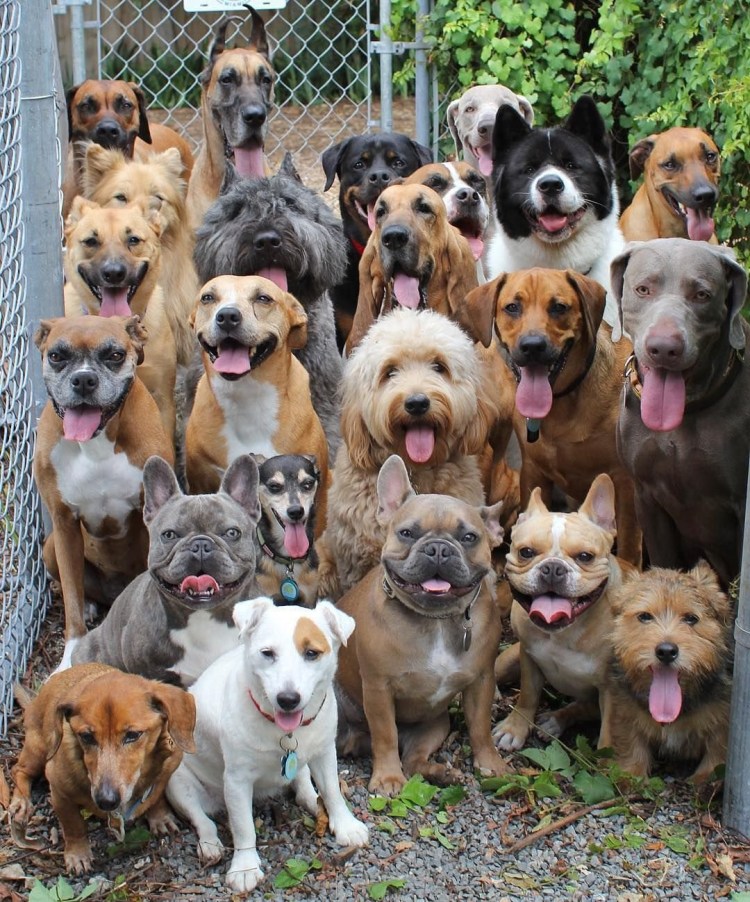 Толпа собак