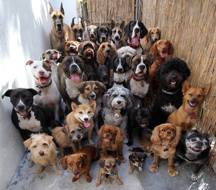 Много щенков и человек