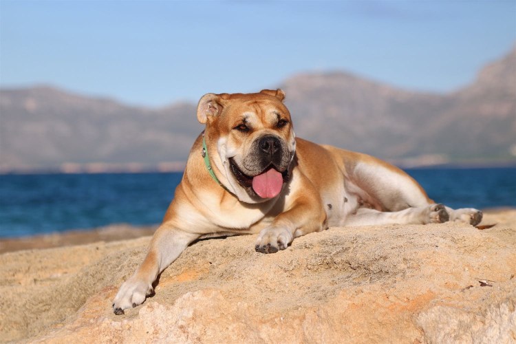 Майорский мастиф ка де бо