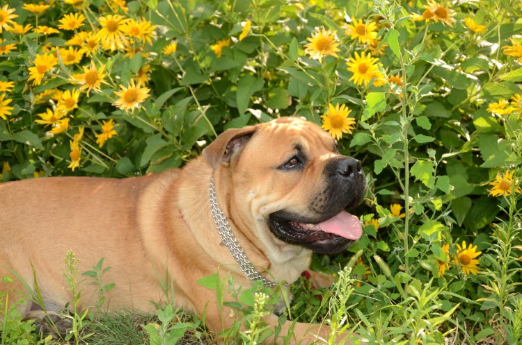 Кадебо майорский мастиф