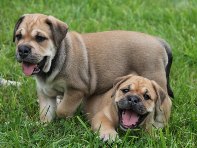 Испанский бульдог кадебо