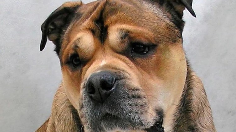 Майорский мастиф ка де бо