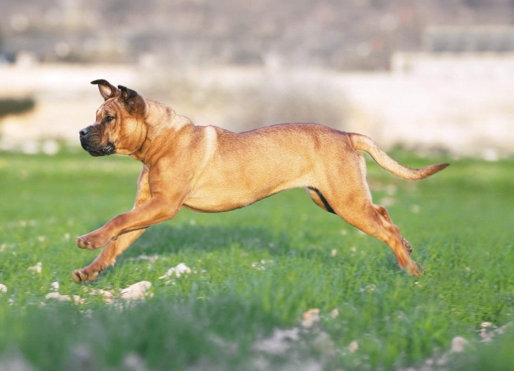 Испанский бульдог кадебо