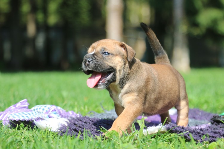 Кадебо черный